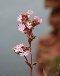 Old Man with Campion in the foreground